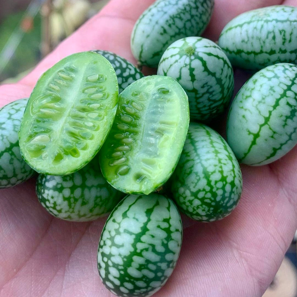 Cucamelons grown with a gardening gift box