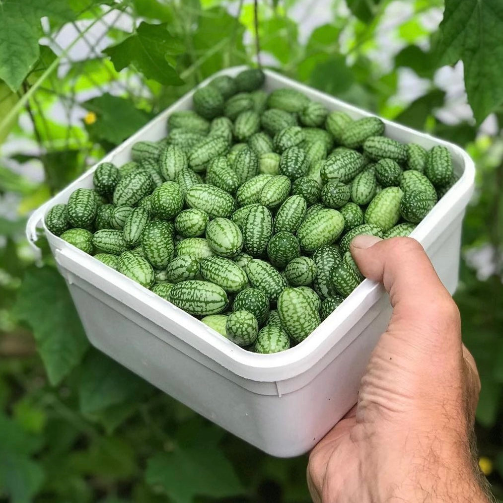 Basket of cucamelons. Vegetable haul from gardening box.