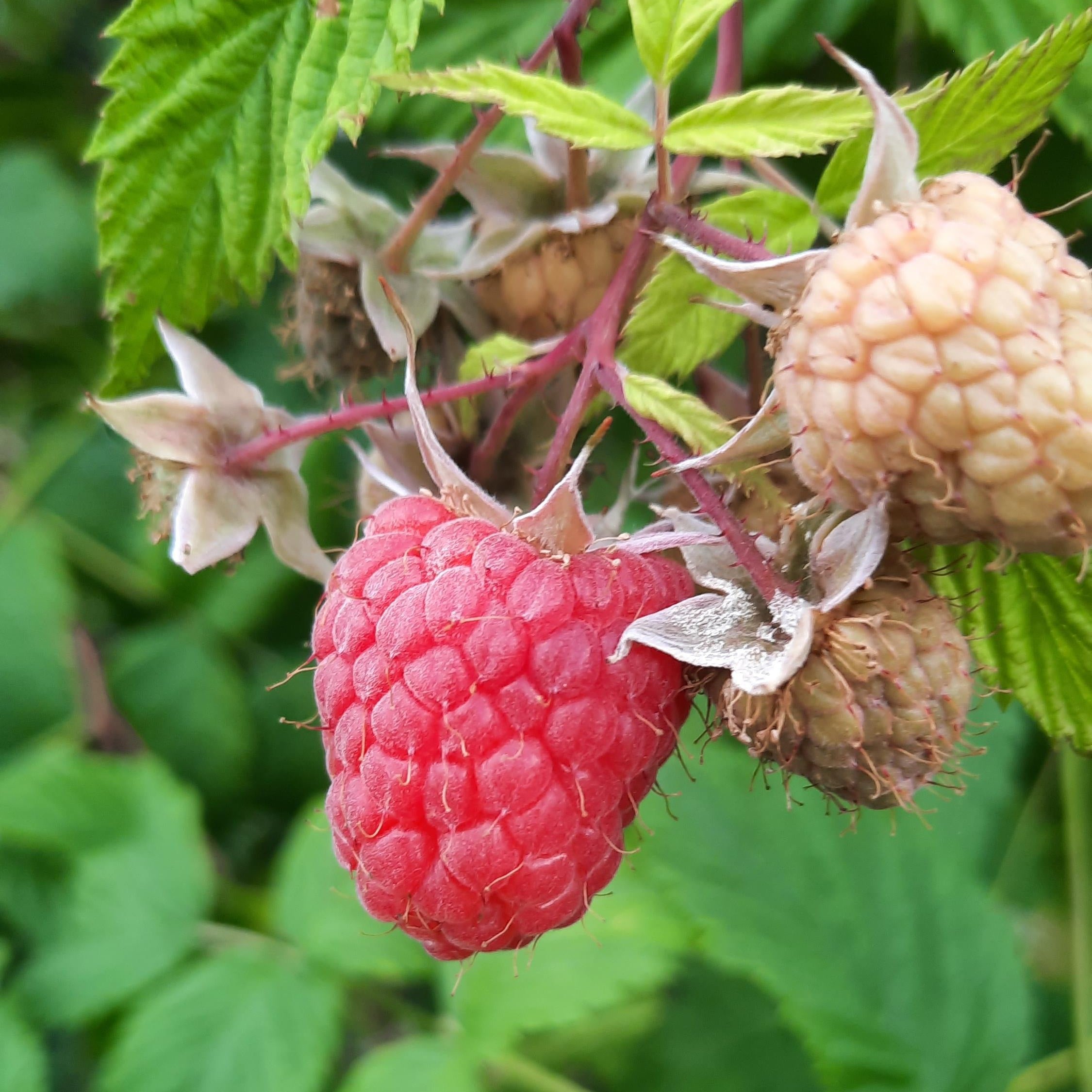 Fruit Bush: Raspberry – POT GANG