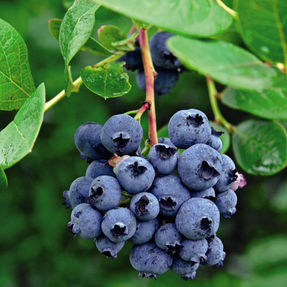 blueberry plants in pots uk Fruit Bush: Blueberry – POT GANG