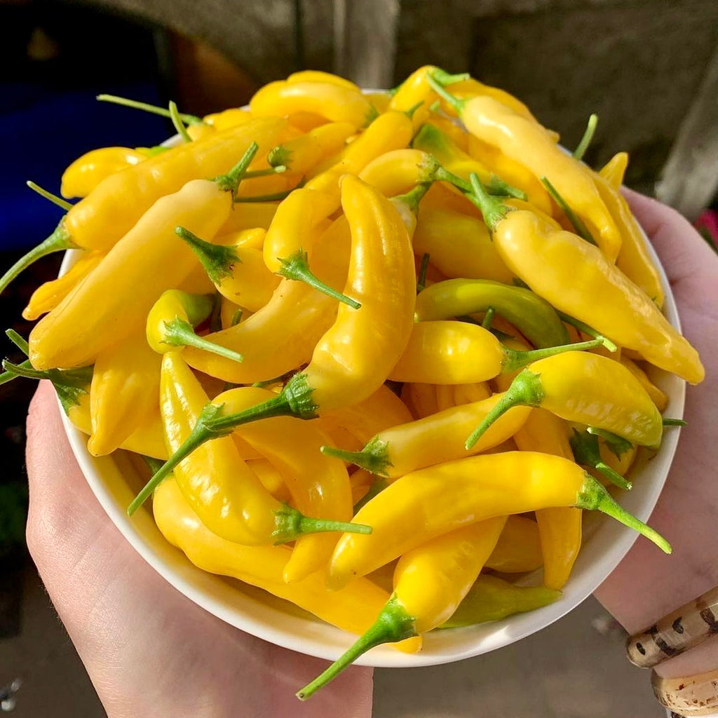 Chillis grown with a growing box