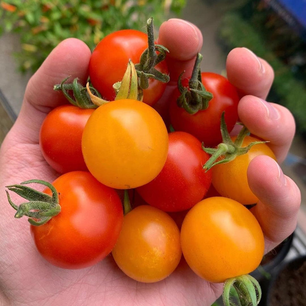 Handful of tomatoes grown with veg growing box