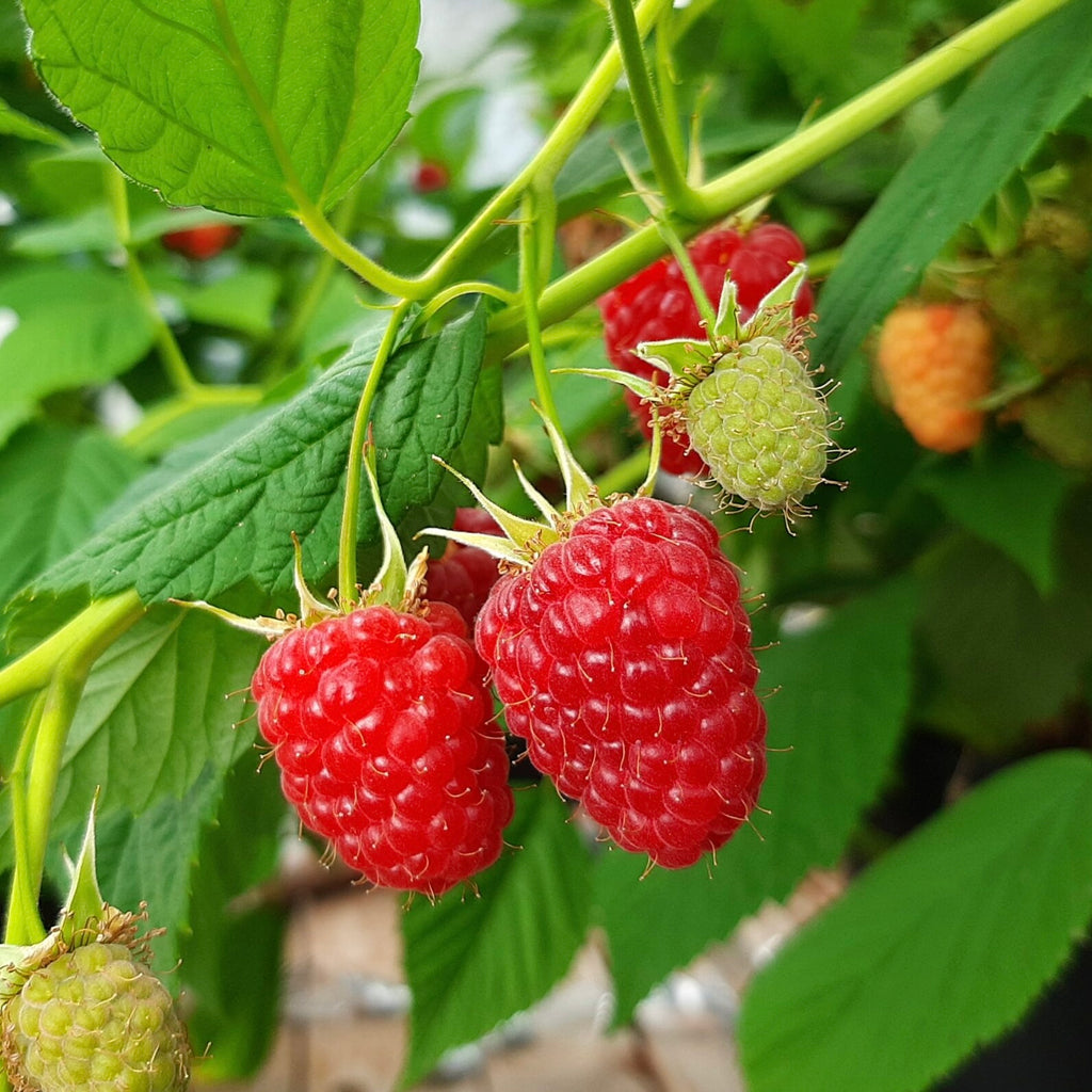 Fruit Bush: Raspberry – POT GANG