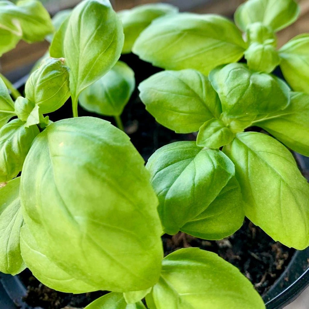 past-box-cherry-tomatoes-basket-of-fire-chillies-coriander-pot-gang