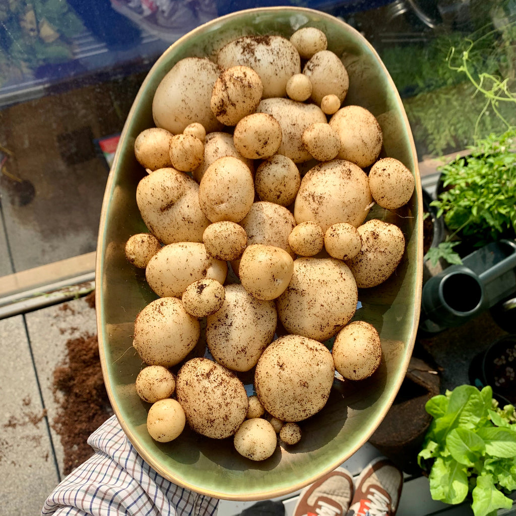 Potatoes grown with seed box