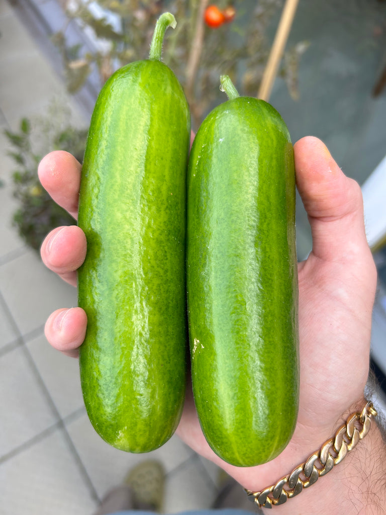 Cucumbers grown with gardening gift box