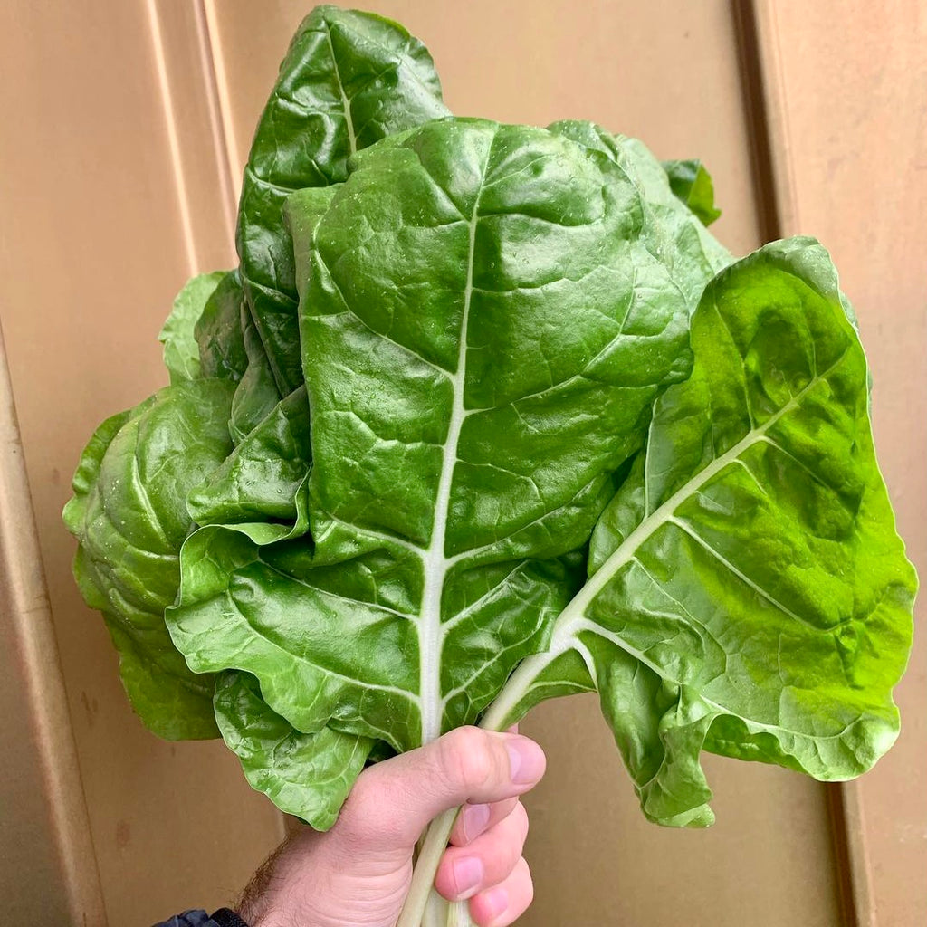 Salad grown with gardening kit