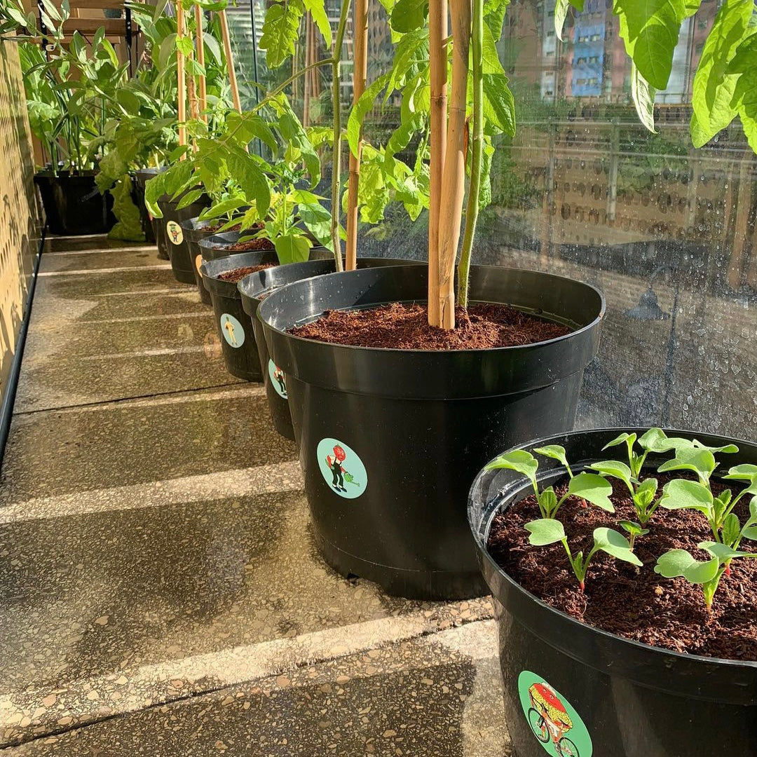 Grow pots deals
